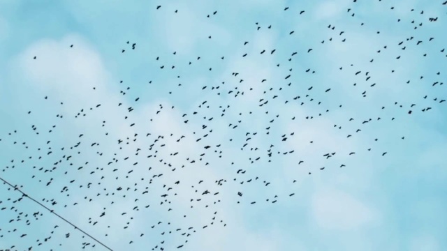 Video Reference: Bird, Cloud, Sky, Animal migration, Flock, Bird migration, Tree, Wing, Meteorological phenomenon, Wildlife