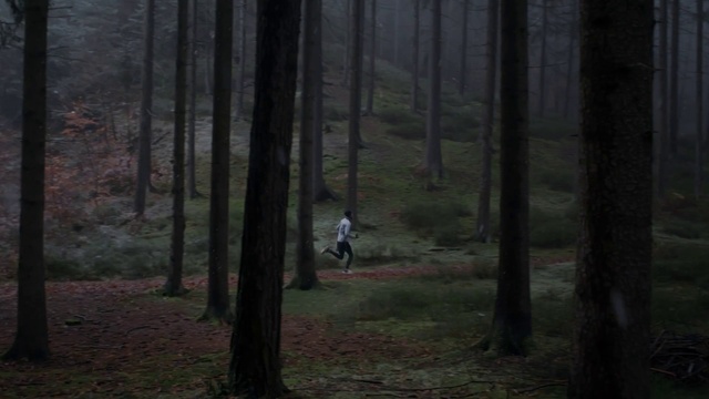 Video Reference: Plant, Tree, Wood, Natural landscape, Trunk, Landscape, Terrestrial plant, Grass, Deciduous, Spruce-fir forest