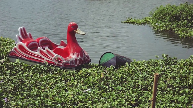 Video Reference: Water, Bird, Plant, Botany, Natural environment, Vehicle, Beak, Lake, Vegetation, Grass