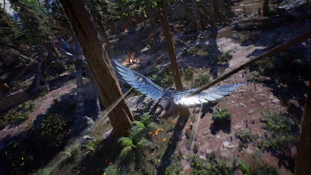 Video Reference: Plant, Bird, Beak, Tree, Wing, Wood, Trunk, Feather, Soil, Falconiformes