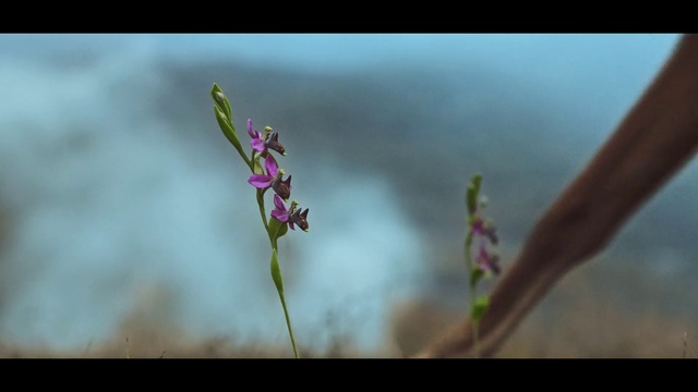 Video Reference: Flower, Plant, Petal, Terrestrial plant, Twig, Flowering plant, Grass, Magenta, Herbaceous plant, Pedicel