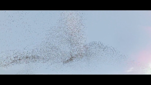 Video Reference: Sky, Animal migration, Bird, Bird migration, Event, Electric blue, Flock