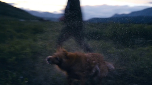 Video Reference: Sky, Dog breed, Cloud, Felidae, Plant, Carnivore, Natural landscape, Fawn, Terrestrial animal, Mountain