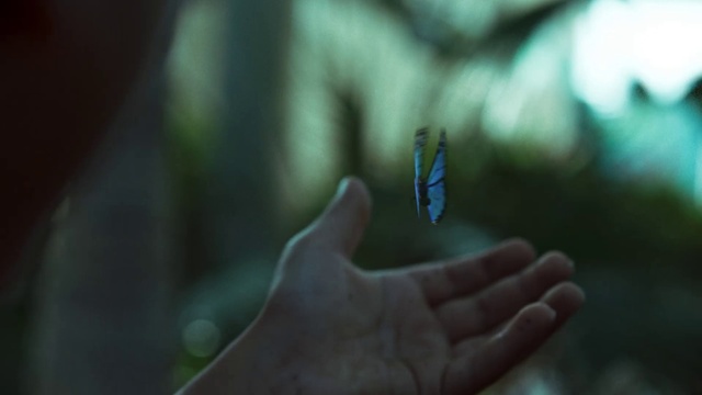 Video Reference: Hand, Plant, Pollinator, Insect, Butterfly, People in nature, Arthropod, Gesture, Finger, Terrestrial plant
