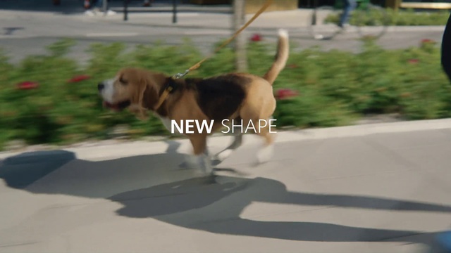 Video Reference: Dog, Collar, Pet supply, Dog breed, Carnivore, Liver, Road surface, Working animal, Plant, Dog supply