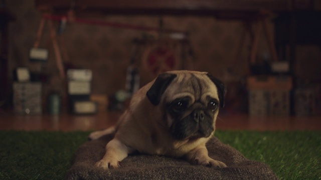 Video Reference: Pug, Dog, Carnivore, Wood, Dog breed, Fawn, Companion dog, Wrinkle, Toy dog, Snout