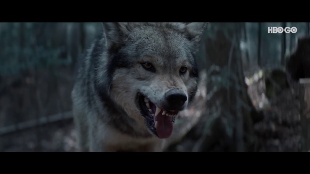 Video Reference: Dog, Carnivore, Flash photography, Wolf, Terrestrial animal, Dog breed, Whiskers, Fang, Snout, Art