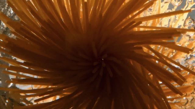 Video Reference: Plant, Amber, Wood, Heat, Terrestrial plant, Arecales, Event, Electric blue, Midnight, Metal