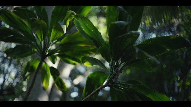 Video Reference: Terrestrial plant, Flowering plant, Plant, Tree, Event, Herb, Natural landscape, Plant stem, Forest, Twig