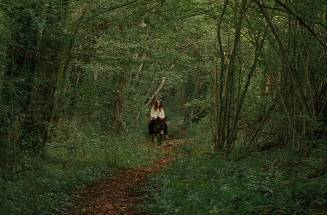 Video Reference: Plant, Branch, Natural landscape, Wood, Tree, Terrestrial plant, Trunk, Fawn, Woody plant, Grass