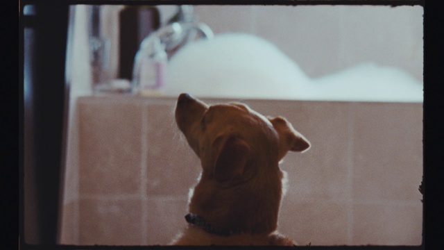 Video Reference: Brown, Dog, Dog breed, Liver, Working animal, Wood, Ear, Carnivore, Flooring, Companion dog