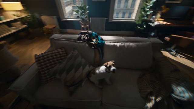 Video Reference: Couch, Dog, Window, Comfort, Plant, Wood, Interior design, Flooring, Table, studio couch