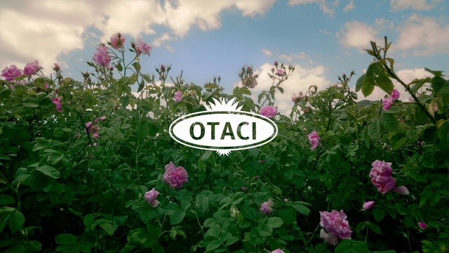 Video Reference: Flower, Cloud, Plant, Sky, Botany, Petal, Grass, Pink, Herbaceous plant, Shrub