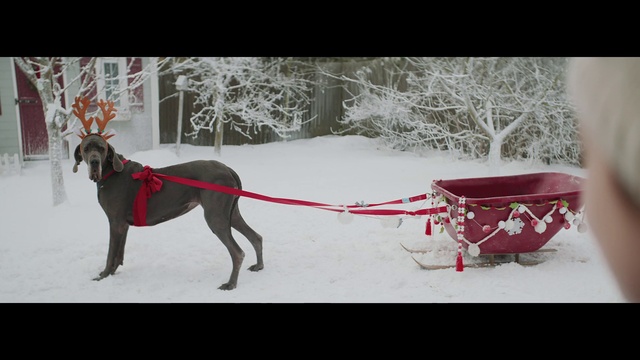 Video Reference: Dog, Snow, Dog breed, Carnivore, Fawn, Freezing, Snout, Tail, Twig, Event