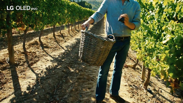 Video Reference: Plant, People in nature, Farmer, Agriculture, Farmworker, Soil, Grass, Plantation, Leisure, Field