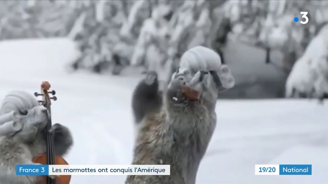 Video Reference: Dog, Dog breed, Snow, Carnivore, Working animal, Freezing, Beak, Snout, Event, Bird of prey