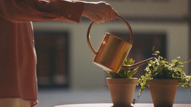 Video Reference: Plant, Hand, Flowerpot, Green, Houseplant, Serveware, Drinkware, Dishware, Pottery, Porcelain