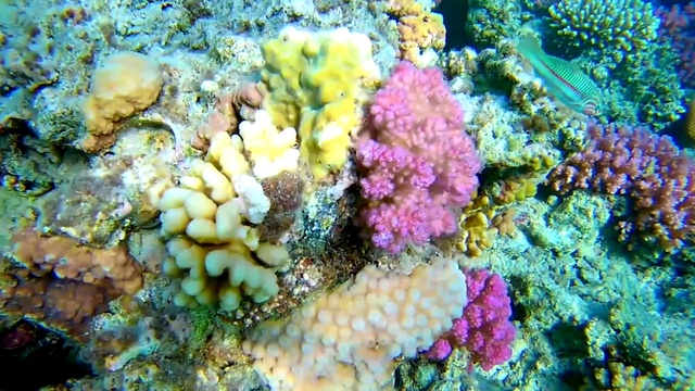Video Reference: Vertebrate, Natural environment, Underwater, Plant, Organism, Water, Marine biology, Coastal and oceanic landforms, Coral, Flower