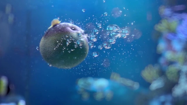 Video Reference: Water, Liquid, Azure, Marine invertebrates, Underwater, Fluid, Organism, Marine biology, Fish, Electric blue