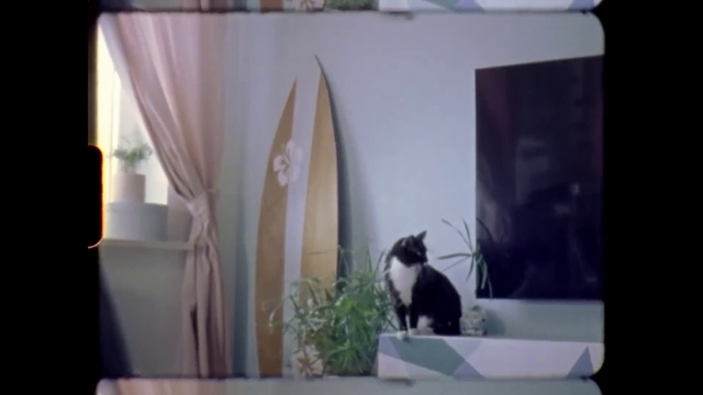 Video Reference: Cat, Window, Plant, Textile, Carnivore, Felidae, Wood, Small to medium-sized cats, Houseplant, Whiskers