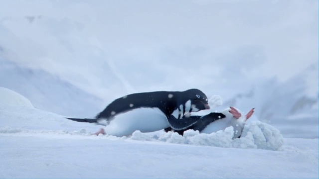 Video Reference: Snow, Penguin, Beak, Slope, Ice cap, Freezing, Polar ice cap, Winter, Recreation, Flightless bird