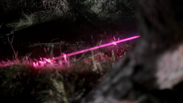 Video Reference: Purple, Organism, Pink, Magenta, Grass, Terrestrial plant, Event, Underwater, Darkness, Electric blue