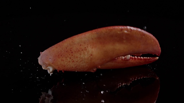 Video Reference: Water, Marine invertebrates, Underwater, Marine biology, Fish, Marine mammal, Liquid, Macro photography, Invertebrate, Flesh