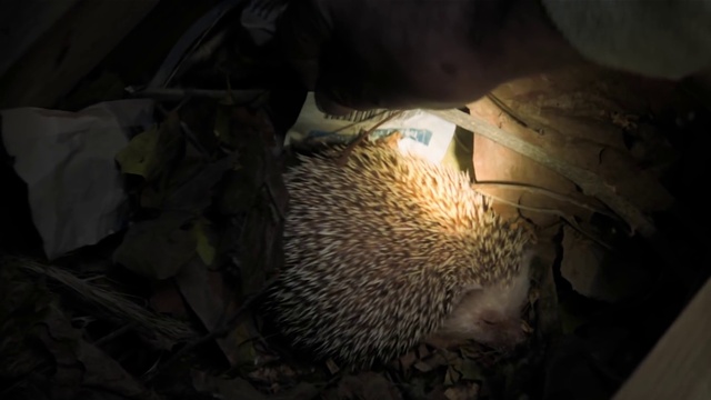Video Reference: Hedgehog, Erinaceidae, Domesticated hedgehog, Whiskers, Terrestrial animal, Snout, Darkness, Porcupine, Fur, Fish