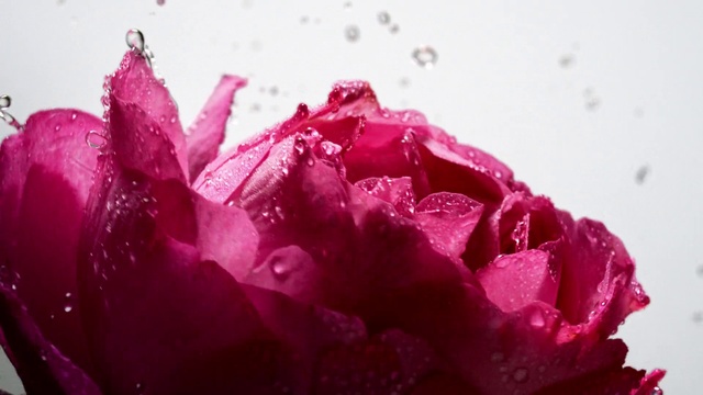 Video Reference: Flower, Water, Plant, Petal, Purple, Hybrid tea rose, Pink, Magenta, Garden roses, Shrub