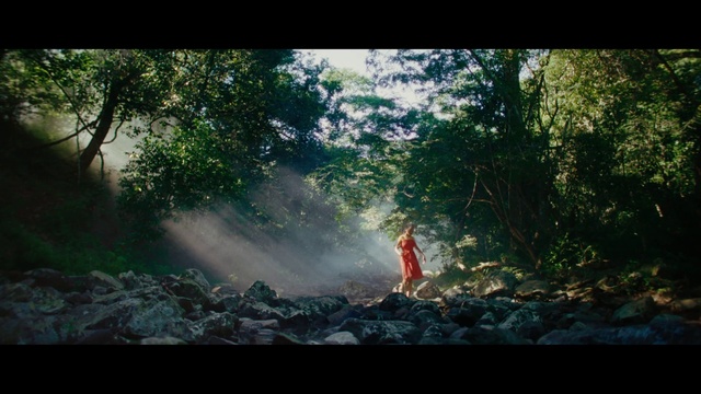 Video Reference: Plant, People in nature, Tree, Natural landscape, Sunlight, Grass, Wood, Landscape, Forest, Road