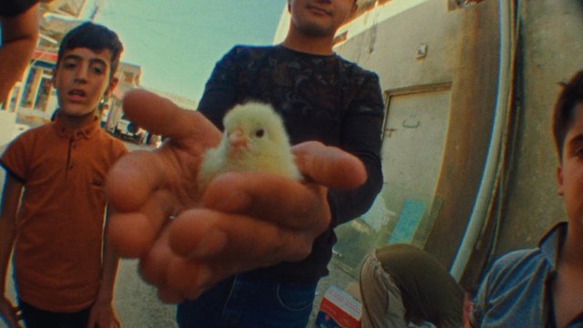 Video Reference: boys, chick, bird, hands, outdoor, street, group, child, animal, closeup, portrait, daylight, urban, cute, family, casual
