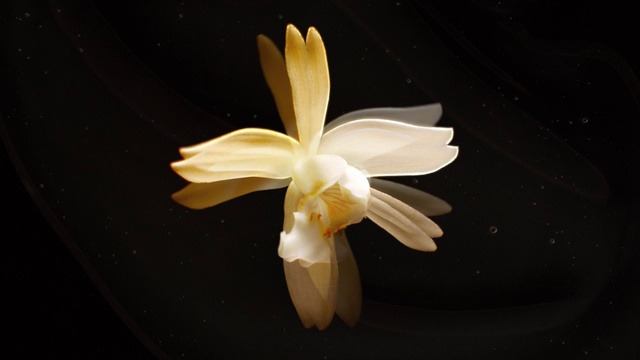 Video Reference: Flower, Plant, Petal, Terrestrial plant, Flowering plant, Pedicel, Darkness, Macro photography, Twig, Herbaceous plant