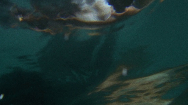 Video Reference: Water, Fluid, Underwater, Fin, Aqua, Sky, Marine biology, Jellyfish, Electric blue, Cartilaginous fish