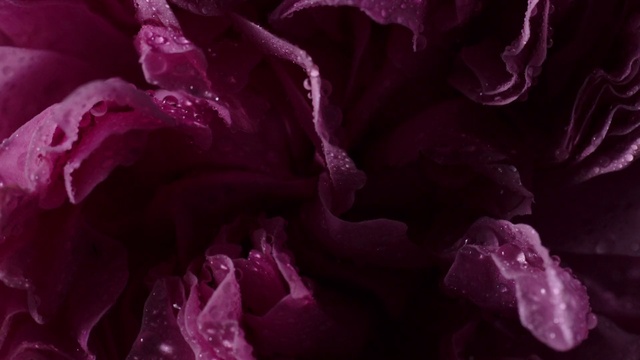 Video Reference: Flower, Water, Purple, Plant, Petal, Organism, Violet, Pink, Magenta, Moisture