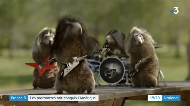 Video Reference: Primate, Grass, Dog breed, Fawn, Liver, Snout, Companion dog, Lion, Fur, Sporting Group