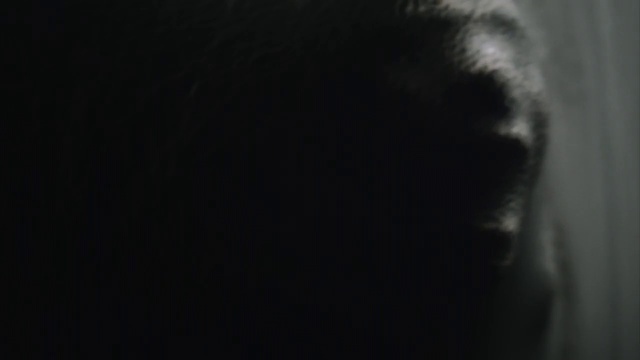 Video Reference: Tints and shades, Snout, Sky, Cloud, Electric blue, Darkness, Whiskers, Fur, Font, Midnight