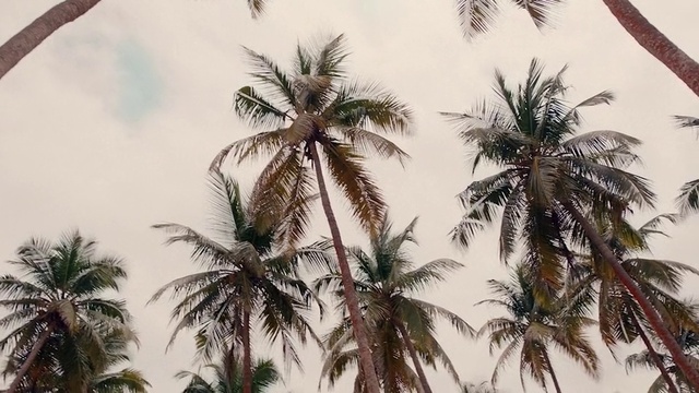 Video Reference: Sky, Daytime, Cloud, White, Light, Nature, Plant, Tree, Arecales, Terrestrial plant