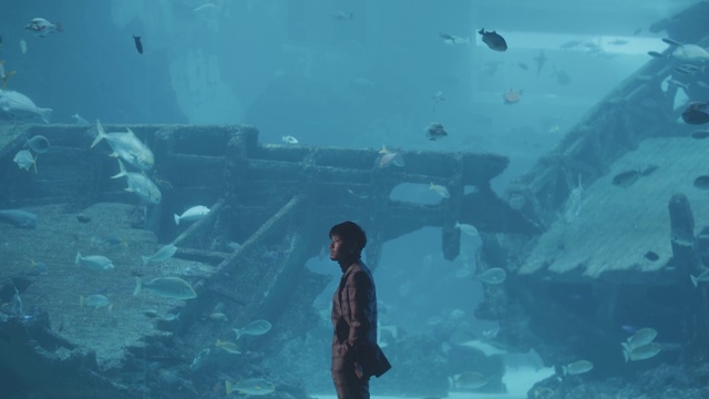 Video Reference: Water, Underwater, Azure, Organism, Marine biology, Aqua, Fish, Electric blue, Fin, Aquarium