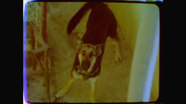 Video Reference: dog, pet, indoor, standing, animal, blurry, sepia, vintage, close-up, home, floor, low-light