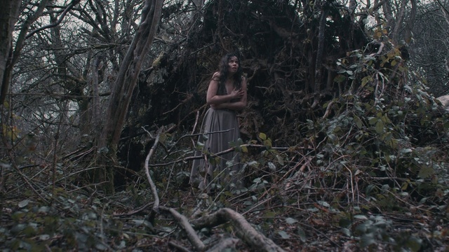 Video Reference: Wood, Twig, Plant, Vegetation, Trunk, Grass, Forest, Woodland, Tree, Darkness