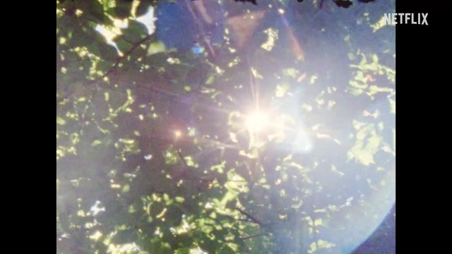 Video Reference: trees, leaves, sunlight, sun flare, canopy, nature, outdoors, forest, foliage, backlit, glare, daylight, abstract, green, watermark