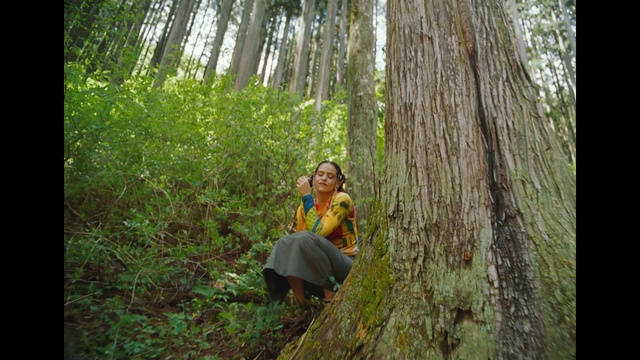 Video Reference: Plant, Ecoregion, People in nature, Wood, Natural landscape, Terrestrial plant, Tree, Trunk, Grass, Deciduous