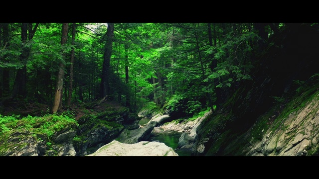 Video Reference: Plant, Green, Tree, Branch, Terrestrial plant, Natural landscape, Wood, Trunk, Sunlight, Grass