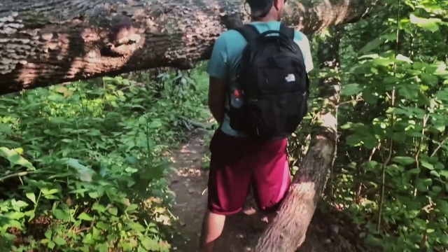 Video Reference: Plant, Plant community, Shorts, Terrestrial plant, Luggage and bags, Tree, Recreation, Backpack, Forest, Leisure