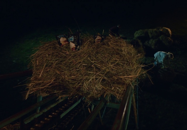 Video Reference: Twig, Plant, Sky, Grass, Bird nest, Terrestrial plant, Wood, Natural material, Electric blue, Nest