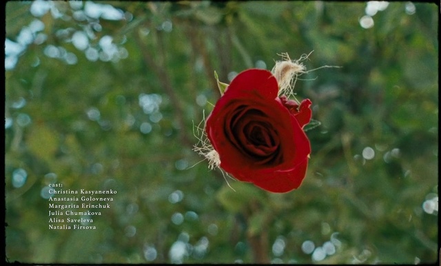 Video Reference: Flower, Plant, Petal, Rose, Hybrid tea rose, Grass, Flowering plant, Rose family, Flower Arranging, Font