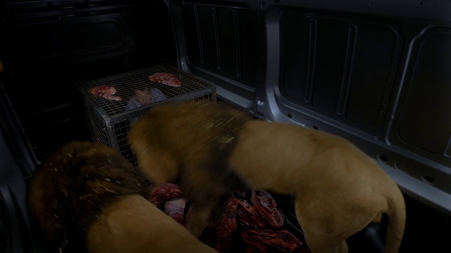 Video Reference: Dog breed, Carnivore, Fawn, Chest, Snout, Barechested, Canidae, Companion dog, Sporting Group, Thigh