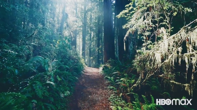 Video Reference: Plant, Plant community, Sky, Natural landscape, Natural environment, Branch, Wood, Terrestrial plant, People in nature, Sunlight