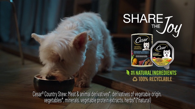 Video Reference: Cat, Carnivore, Felidae, Fawn, Small to medium-sized cats, Companion dog, Whiskers, Snout, Dog breed, Tail