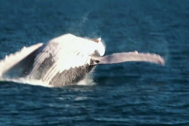 Video Reference: Water, Bird, Beak, Fluid, Liquid, Feather, Lake, Wind wave, Fin, Tail